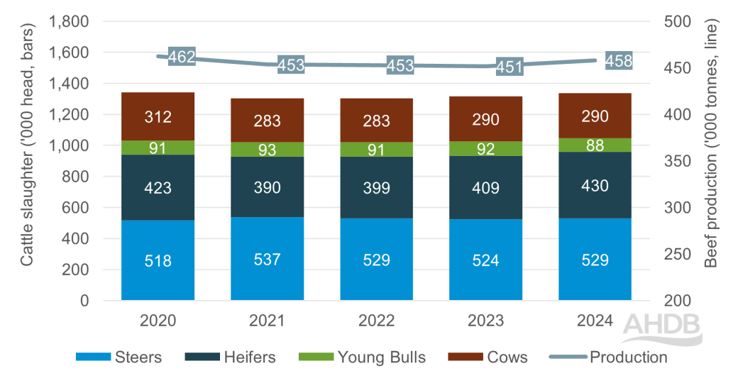 UK beef production and cattle slaughter chart YTD 2024